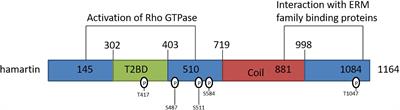 Hamartin: An Endogenous Neuroprotective Molecule Induced by Hypoxic Preconditioning